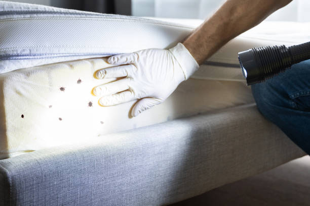 Professional Pest Control in Rio, VA