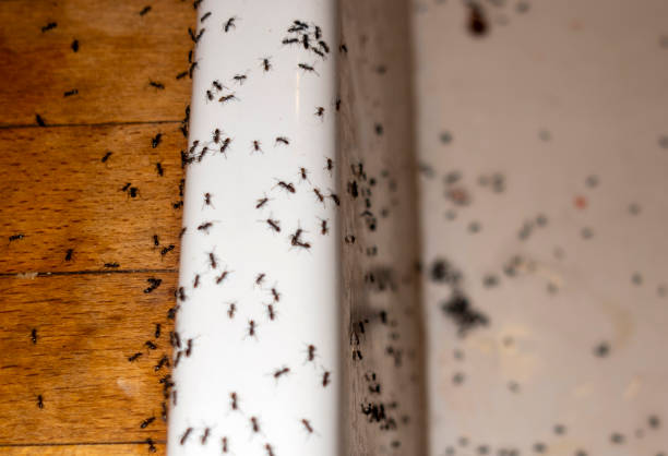 Best Wasp Removal Services  in Rio, VA